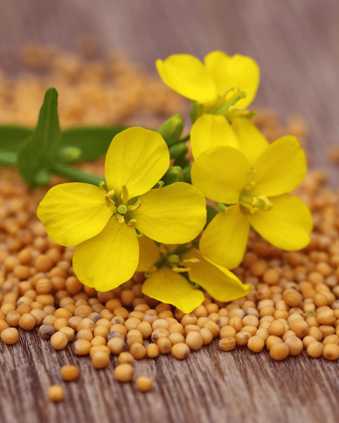 Faith Like a Mustard Seed: Strength in the Crushing